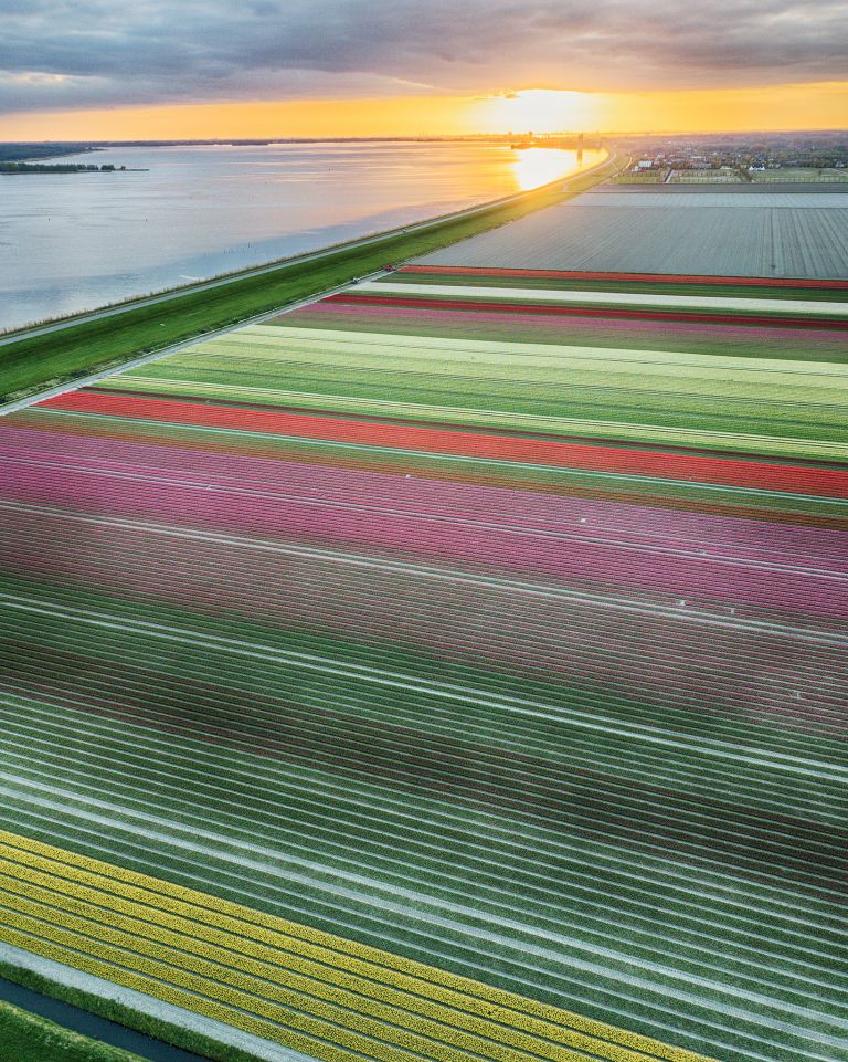 Drone tulips during sunset