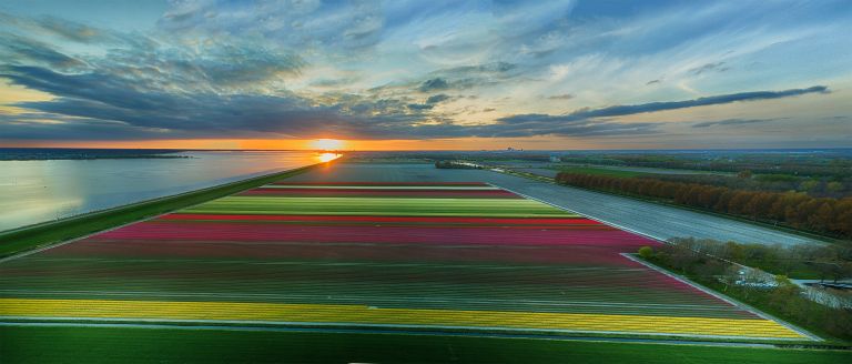 Drone tulips panorama during sunset