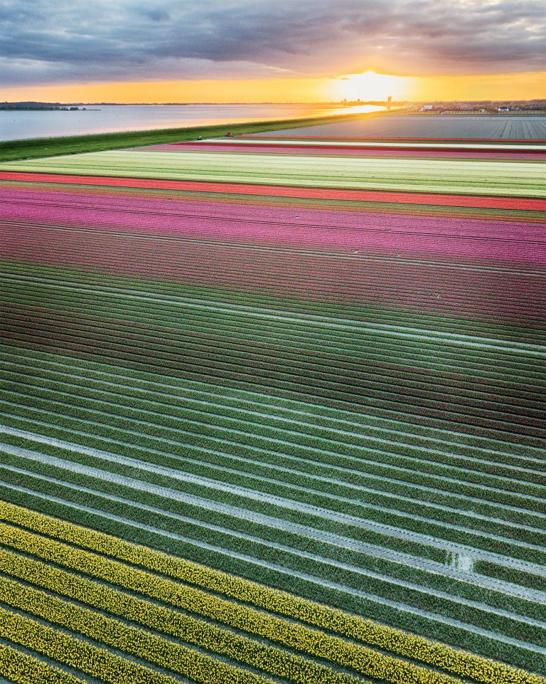 Drone tulips during sunset