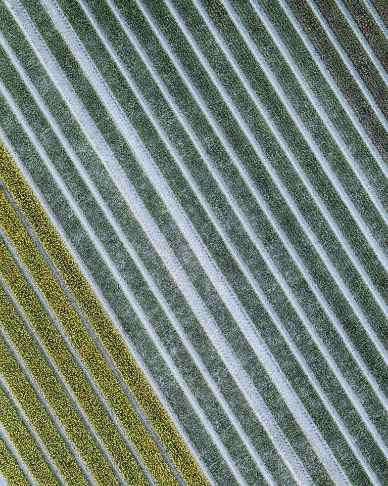 Drone tulips during sunset