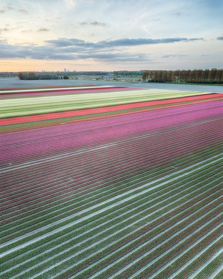 Drone tulips during sunset