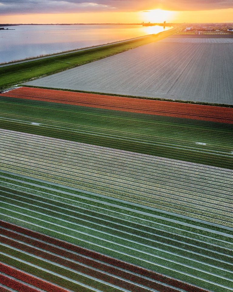 Drone tulips during sunset