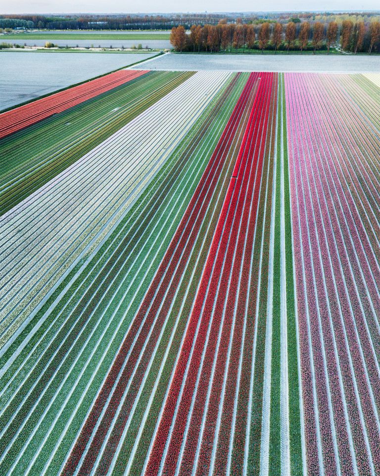 Drone tulips during sunset