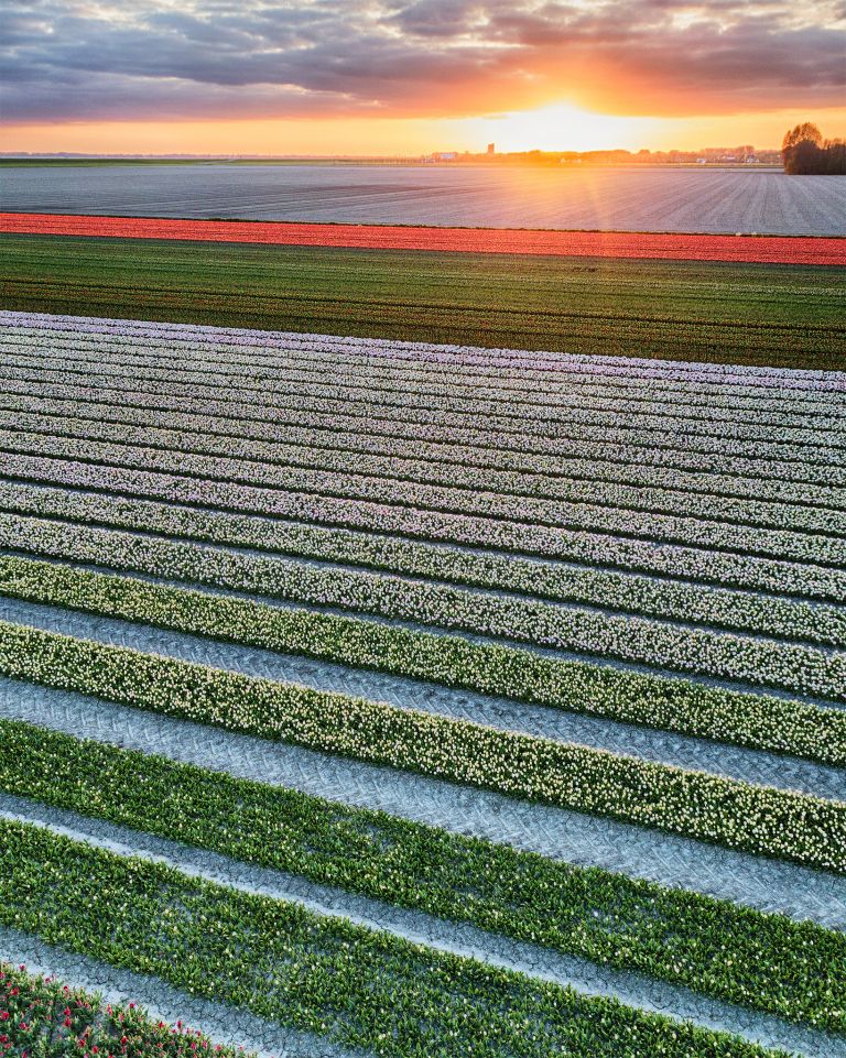 Drone tulips during sunset