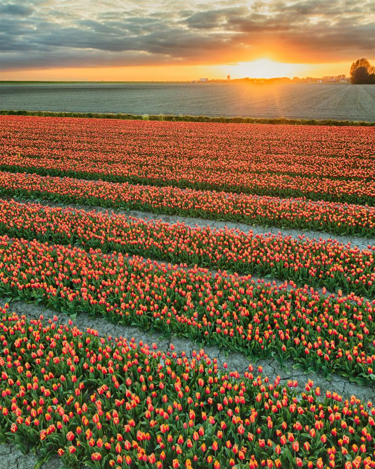 Drone tulips during sunset