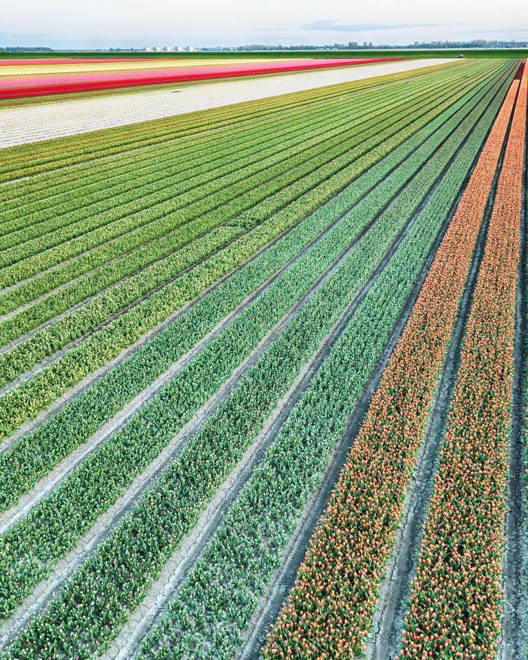 Drone tulips during sunset