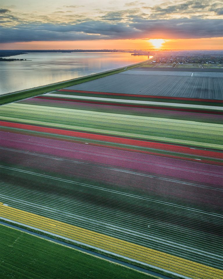 Drone tulips during sunset