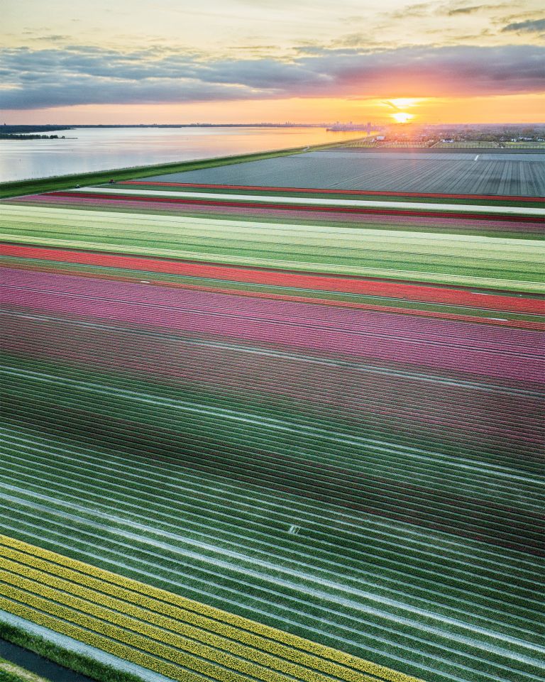 Drone tulips during sunset