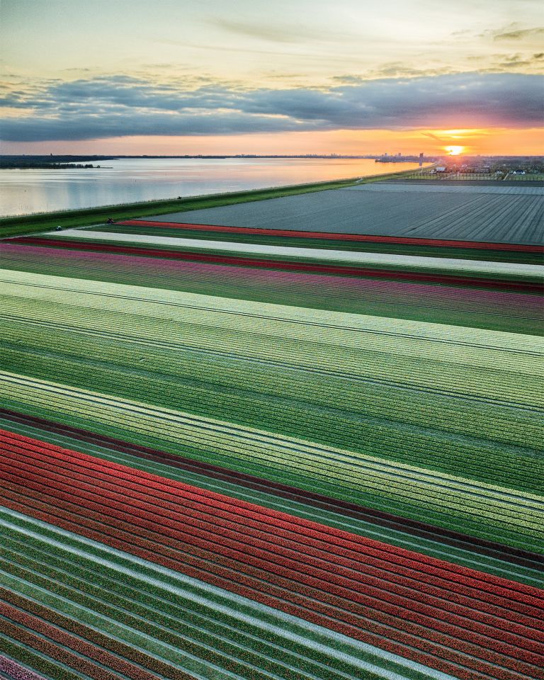 Drone tulips during sunset