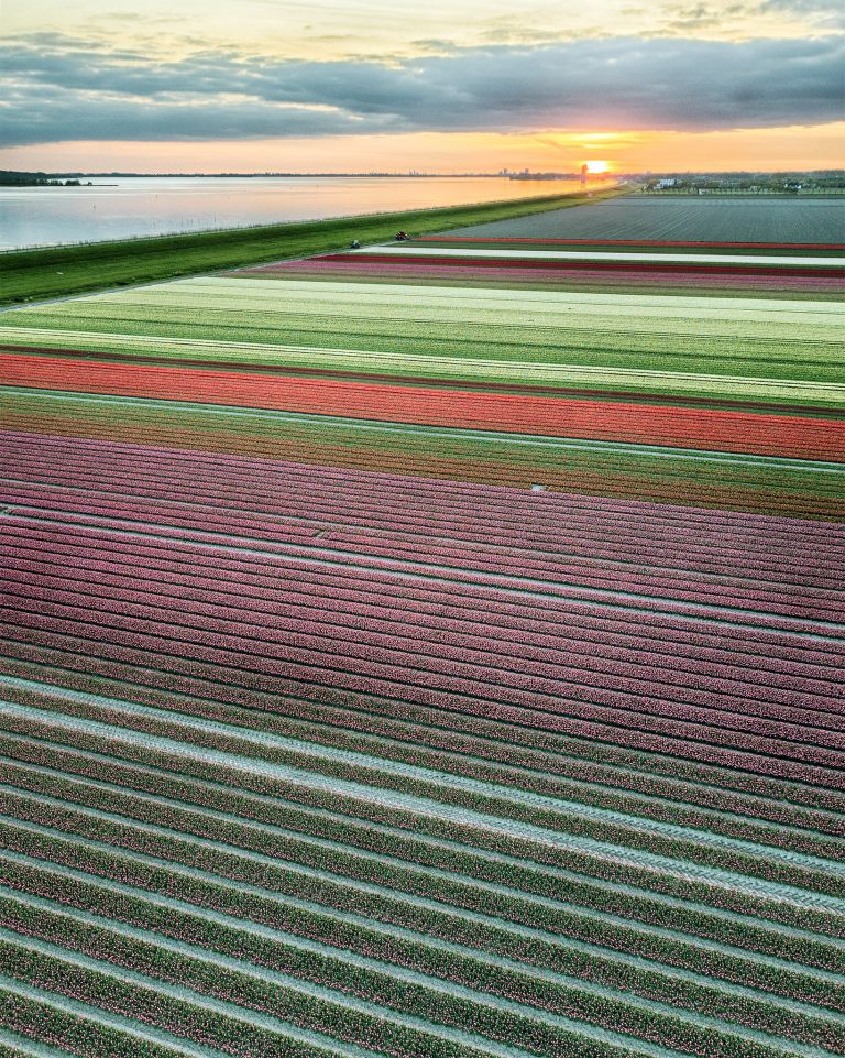 Drone tulips during sunset