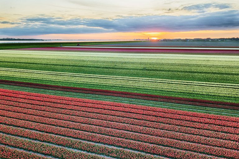 Drone tulips during sunset