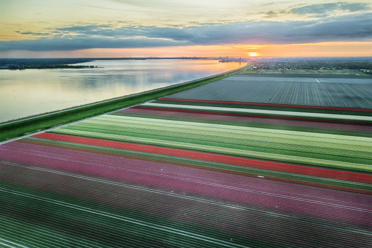 Drone tulips during sunset