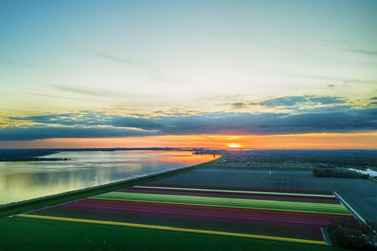 Drone tulips during sunset