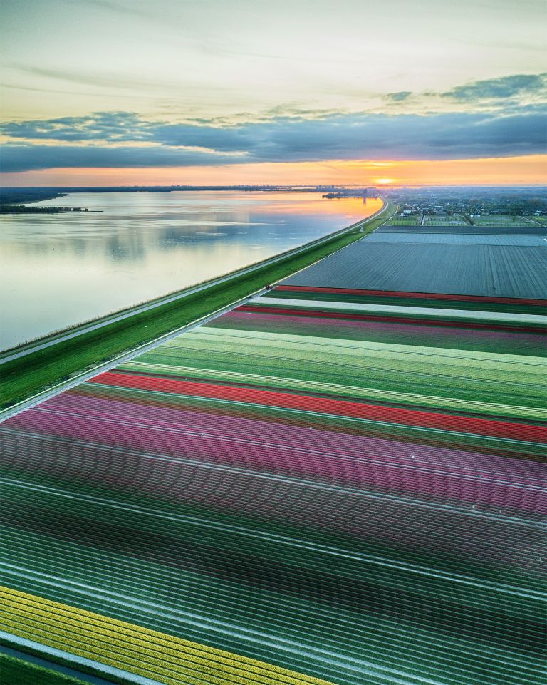 Drone tulips during sunset