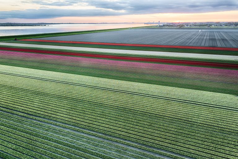 Drone tulips during sunset