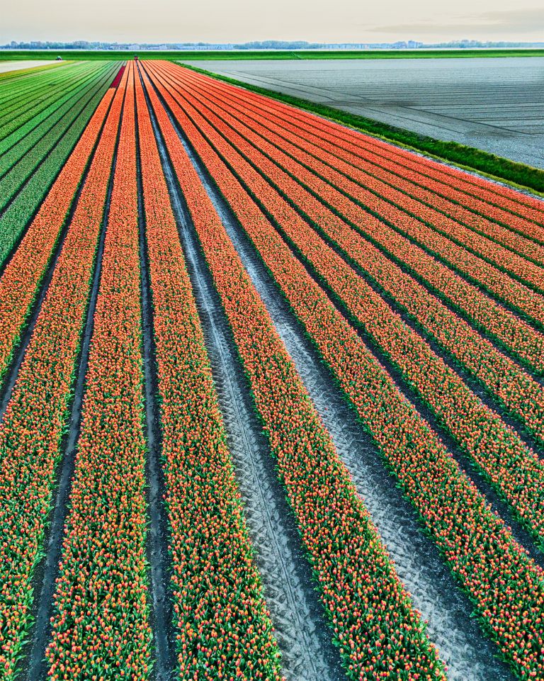 Drone tulips during sunset