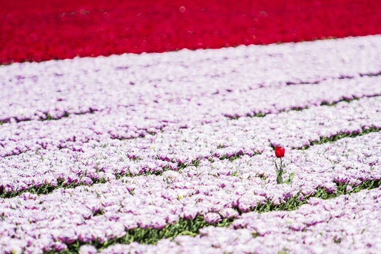 Tulip field in the Flevopolder