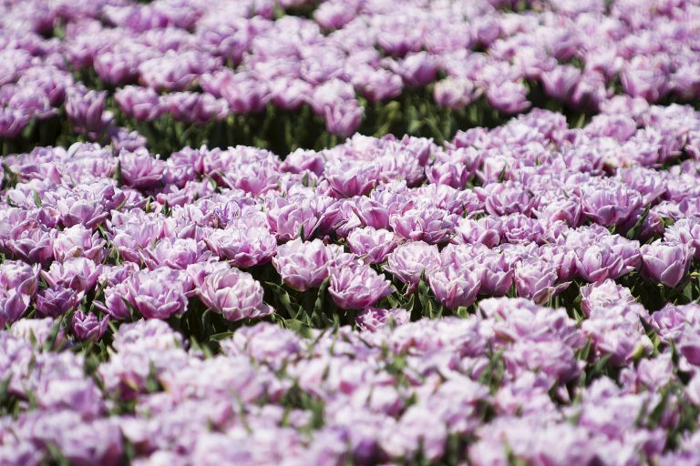 Tulip field in the Flevopolder