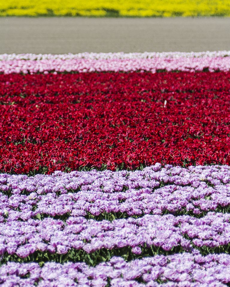 Tulip field in the Flevopolder