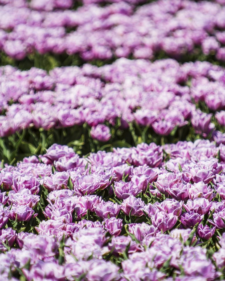 Tulip field in the Flevopolder