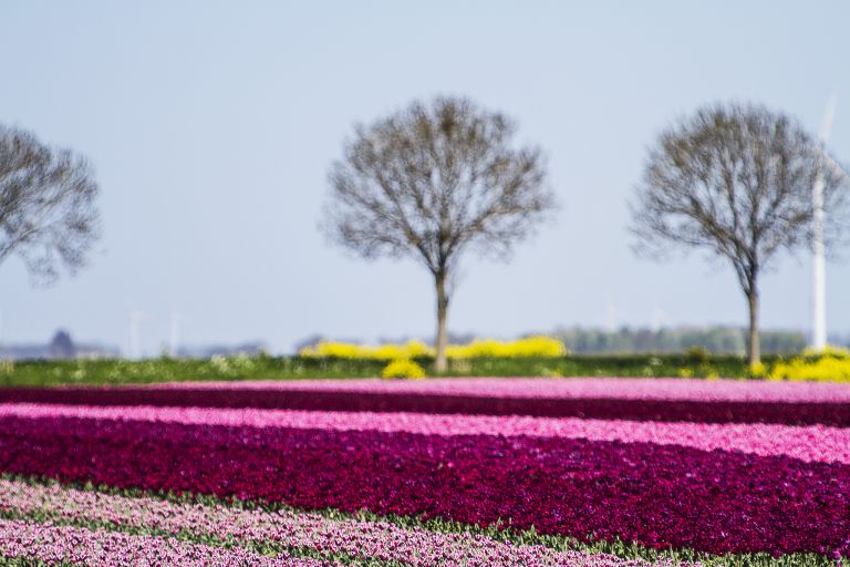 Tulip field in the Flevopolder