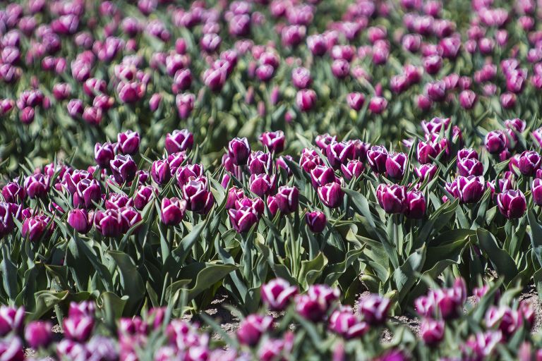 Tulip field in the Flevopolder