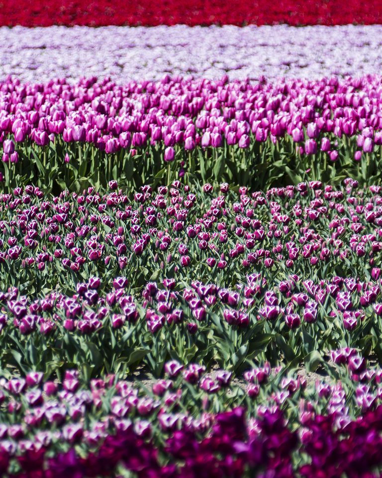 Tulip field in the Flevopolder