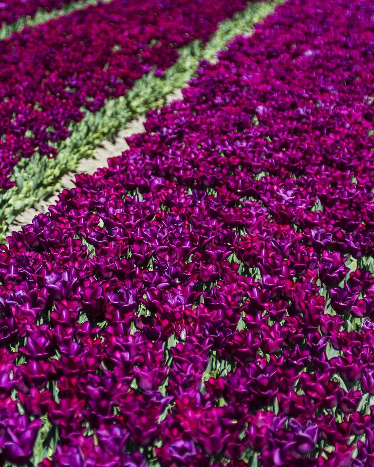 Tulip field in the Flevopolder