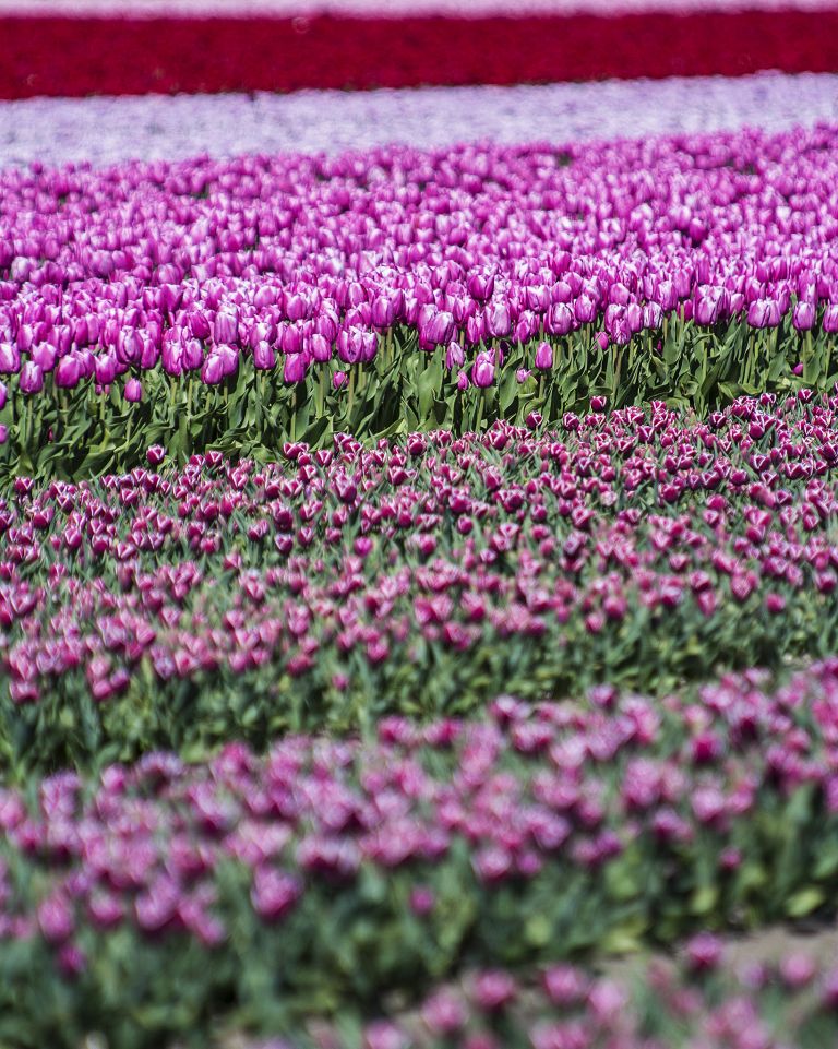 Tulip field in the Flevopolder