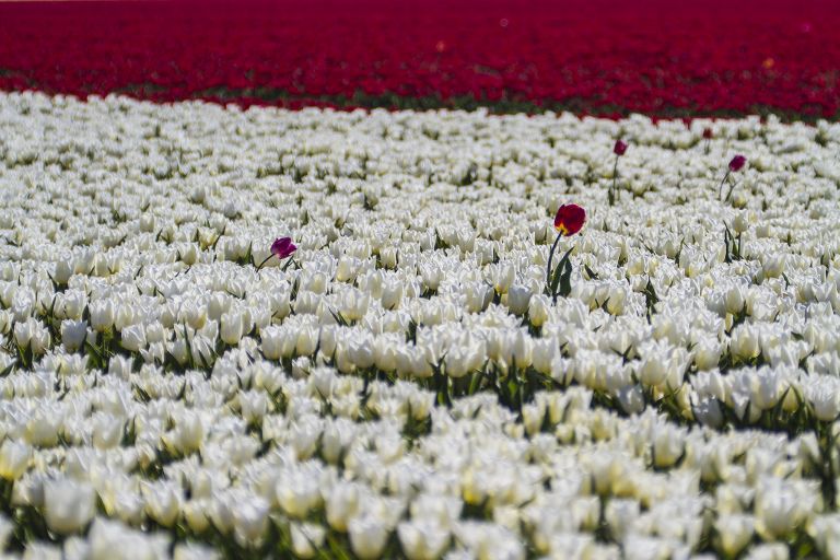 Tulip field in the Flevopolder