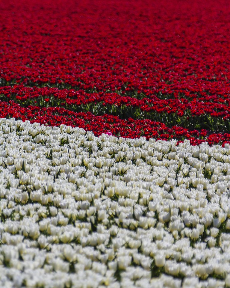 Tulip field in the Flevopolder