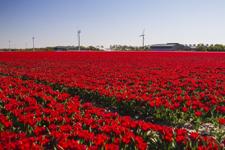 Tulip field in the Flevopolder