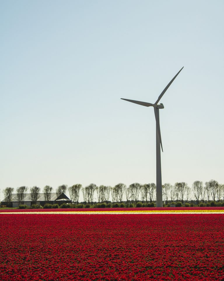 Tulip field in the Flevopolder