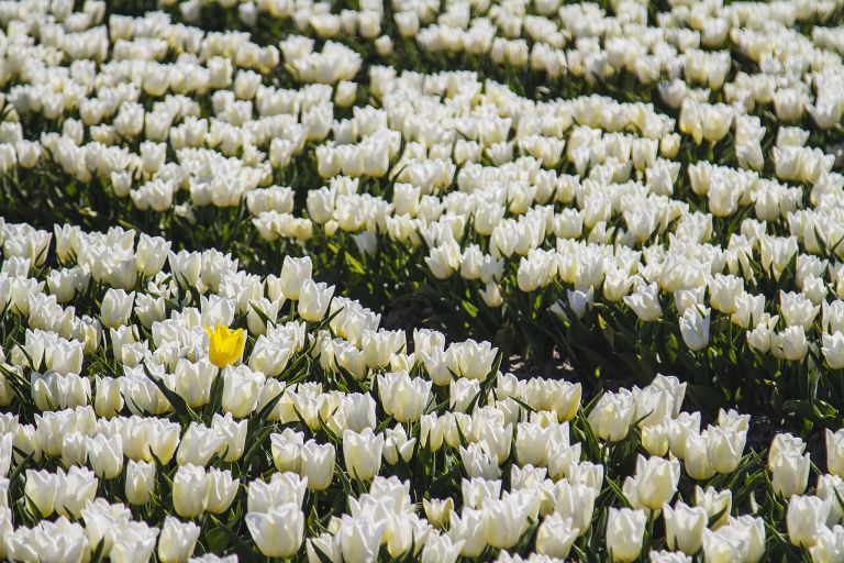 Tulip field in the Flevopolder