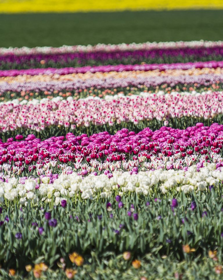 Tulip field in the Flevopolder