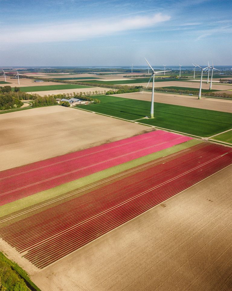 Tulip field from my drone near Zeewolde