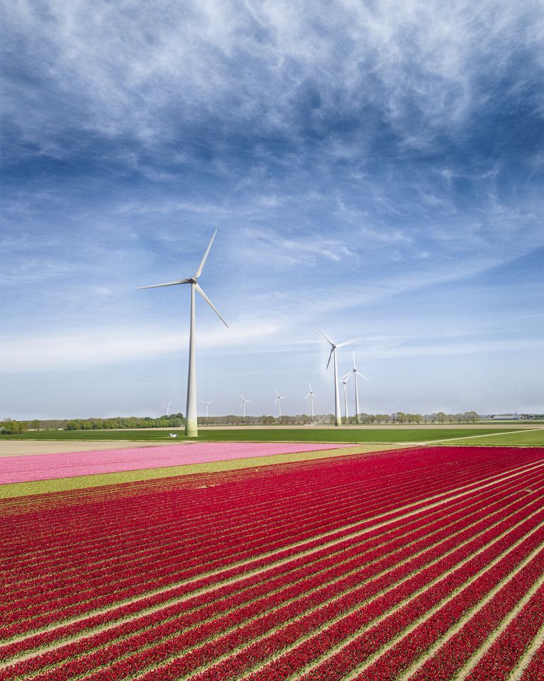 Tulip field from my drone near Zeewolde