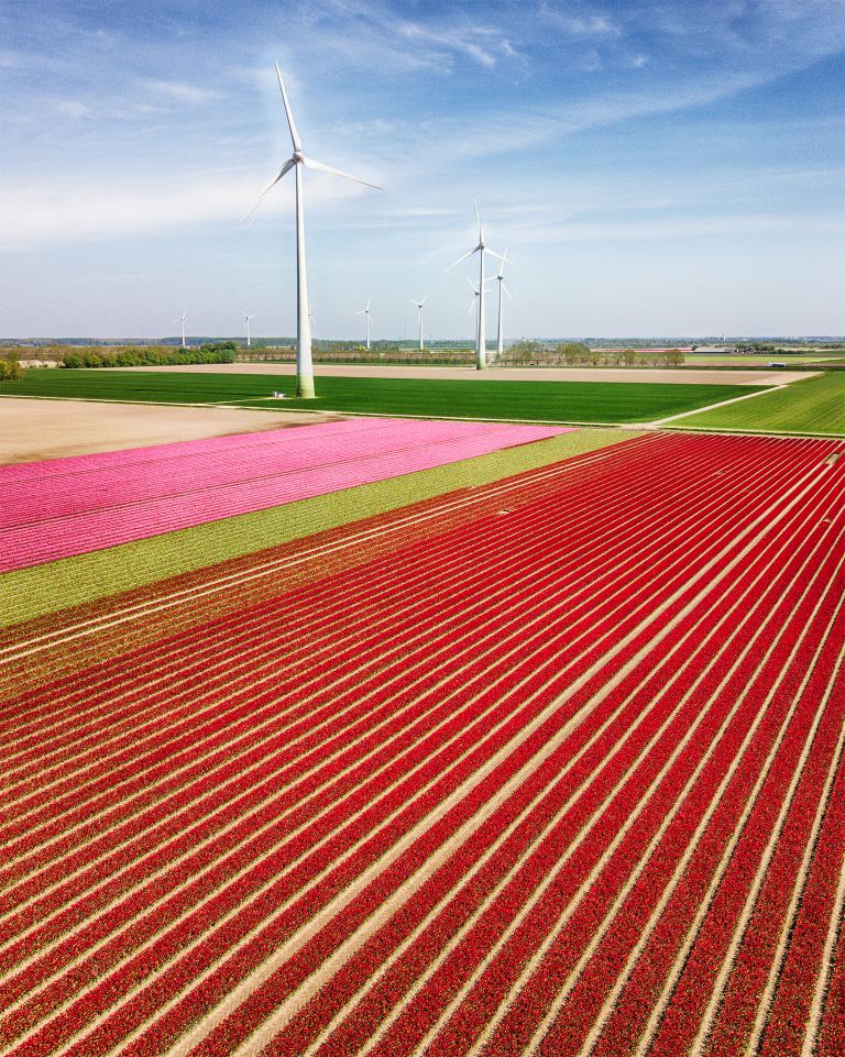 Tulip field from my drone near Zeewolde