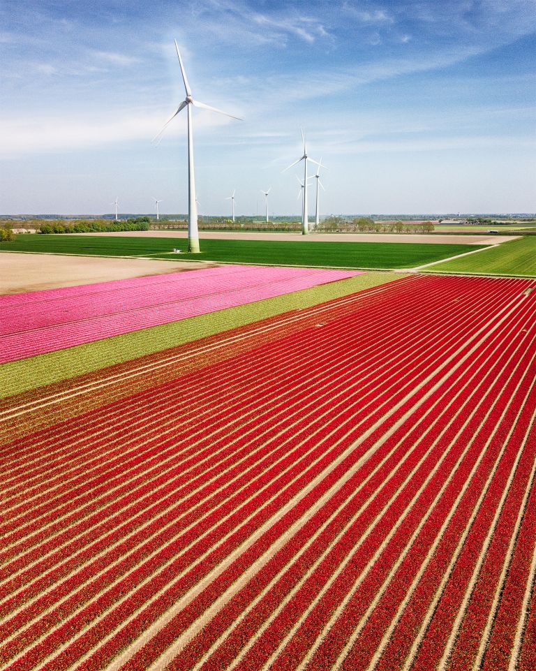 Tulip field from my drone near Zeewolde