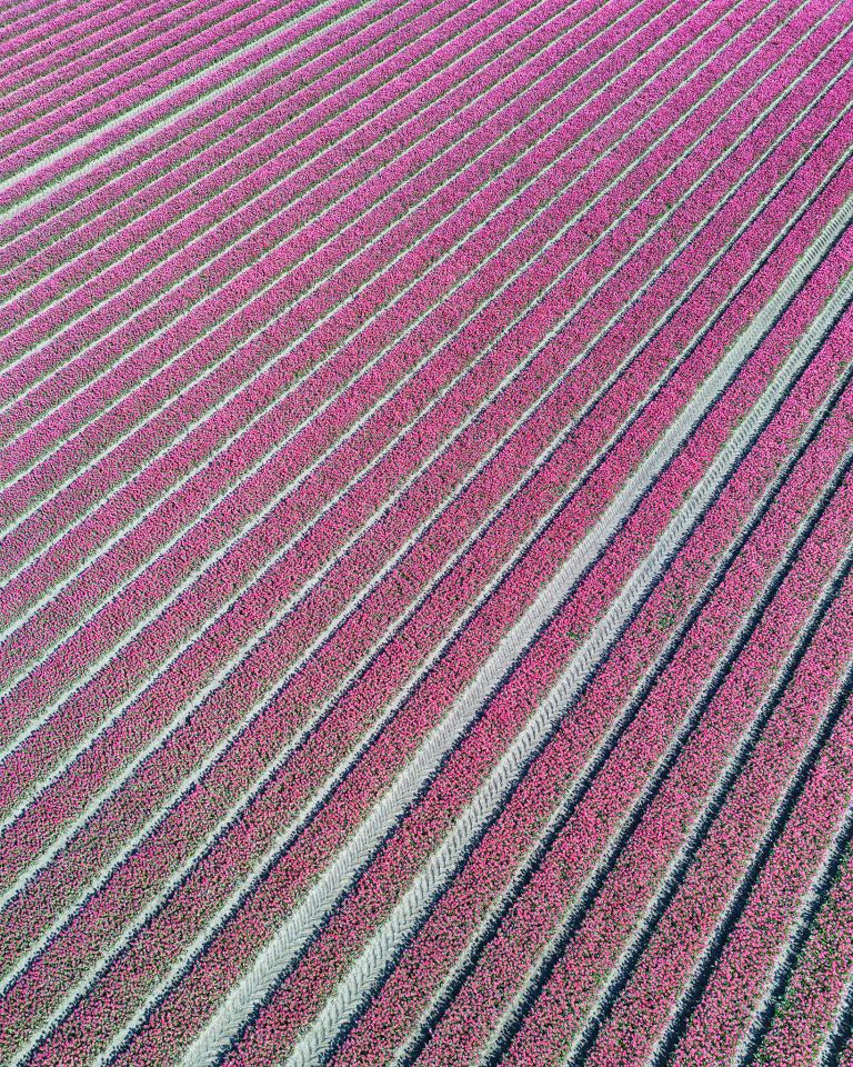 Tulip field from my drone near Zeewolde