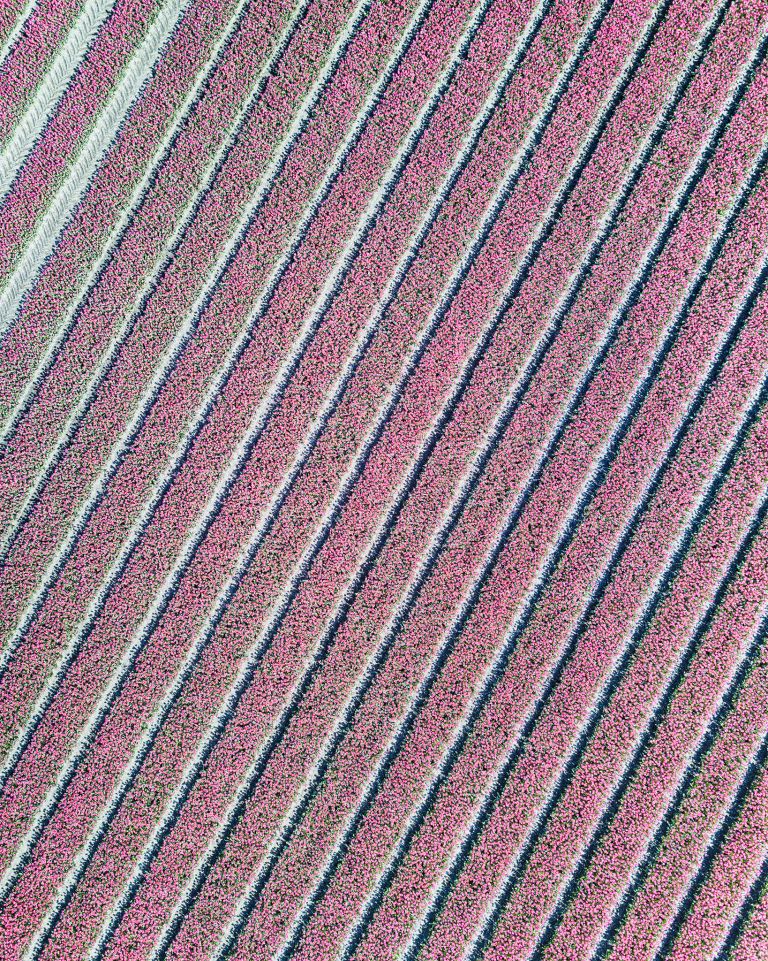 Tulip field from my drone near Zeewolde