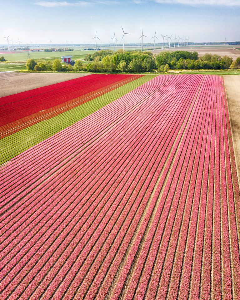 Tulip field from my drone near Zeewolde