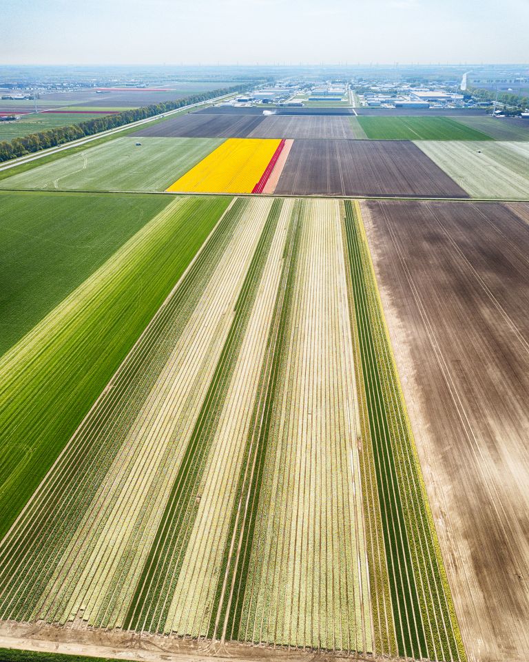 Tulip fields from my drone near Zeewolde