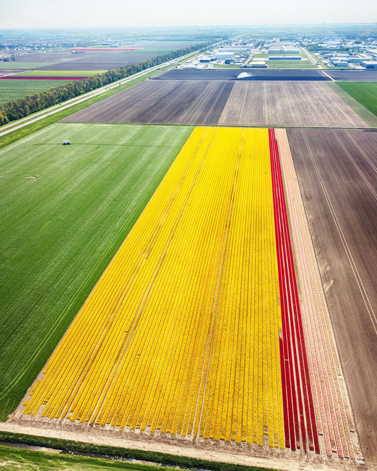 Tulip field from my drone near Zeewolde