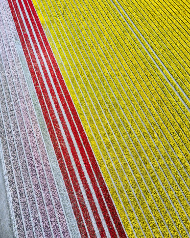 Tulip field from my drone near Zeewolde