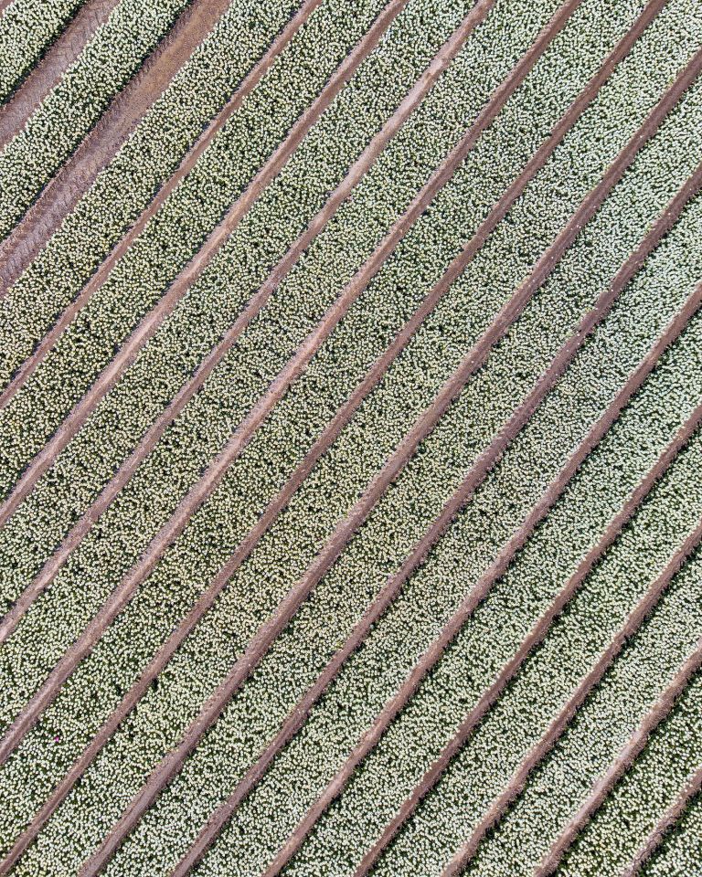 Tulip field from my drone near Zeewolde