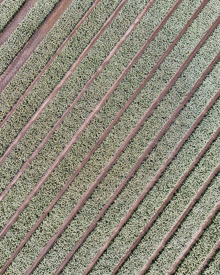 Tulip field from my drone near Zeewolde