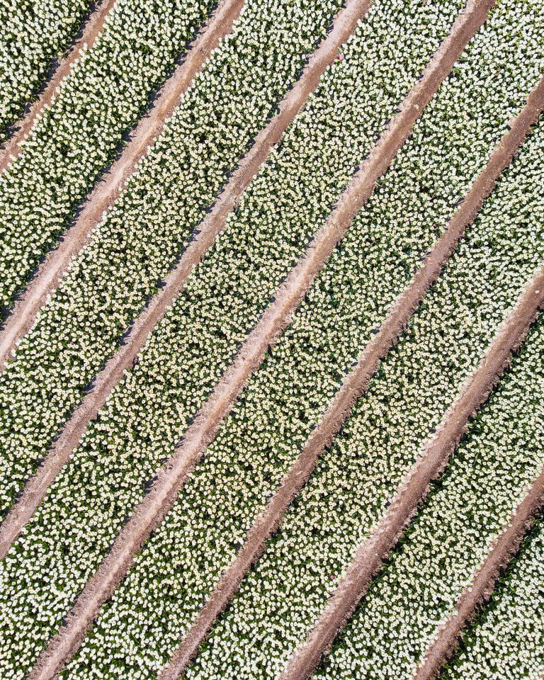 Tulip field from my drone near Zeewolde