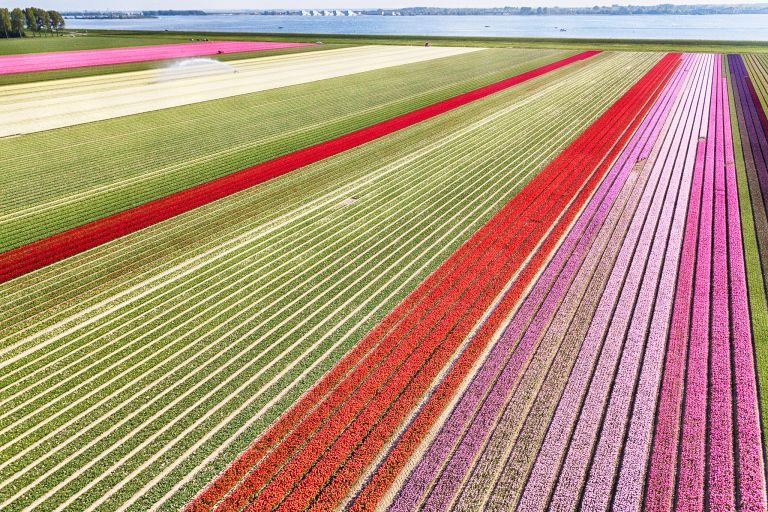 Tulip field from my drone near Almere-Haven