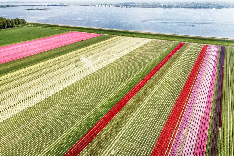 Tulip field from my drone near Almere-Haven